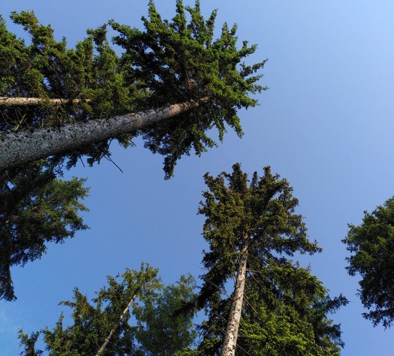 Blick in den blauen Himmel mit hohen Bäumen